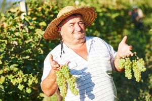 Vintner in vineyard